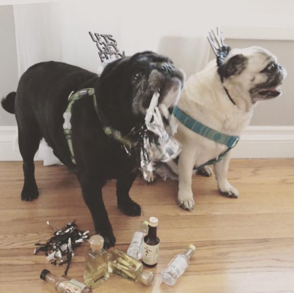 /images/uploads/pug nation rescue of los angeles/pugnation2020/entries/11057thumb.jpg